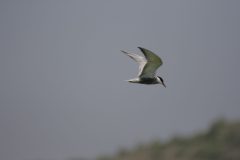 Whiskered-Tern-13.CR2_-scaled