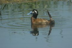 Whiteheaded-Duck-Steppes-10-scaled