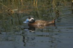Whiteheaded-Duck-Steppes-4-scaled