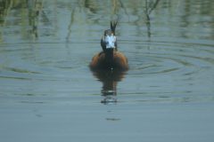 Whiteheaded-Duck-Steppes-5-scaled