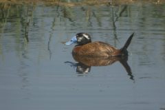 Whiteheaded-Duck-Steppes-7-scaled