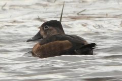 Ring-necked Duck - female