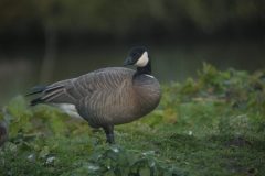 Ridgeway's Cackling Goose