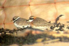 Siberian Sandplover