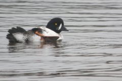 Barrow's Goldeneye