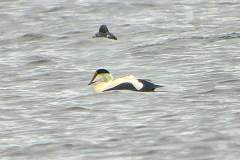 Dresser's Eider