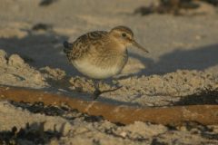 Baird's Sandpiper