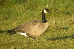 Taverner's Goose