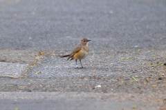White-throated Robin