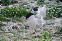Cayenne Tern
