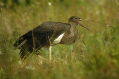 Black Stork