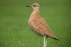 Cream-coloured Courser