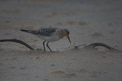 Baird's Sandpiper
