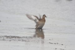 Garganey-Teesmouth-10092012-29-scaled