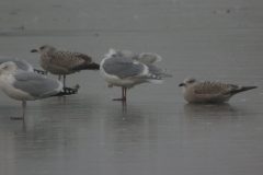 Glaucous-winged-Gull-Saltholme-24-scaled