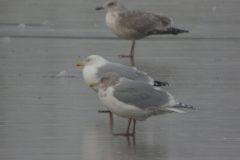 Glaucous-winged-Gull-Saltholme-44-scaled