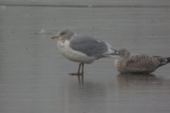 Glaucous-winged-Gull-Saltholme-48-scaled