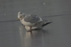 Glaucous-winged-Gull-Saltholme-61-scaled