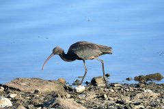 Glossy-Ibis-Drueridge-32-scaled