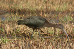Glossy-Ibis2