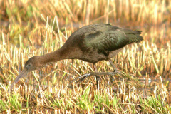 Glossy-Ibis5