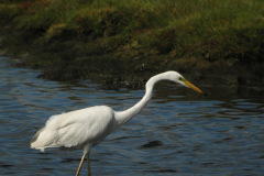 Great-White-Egret-41