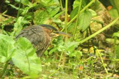 Green-Heron-Cornwall-3-scaled