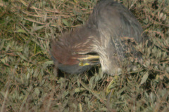 Green-Heron10