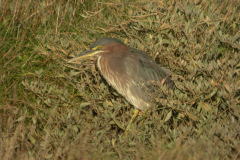Green-Heron22