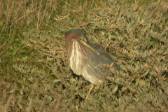 Green-Heron23