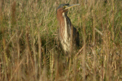 Green-Heron36