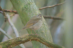 Grey-cheeked-Thrush