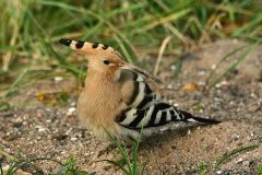 Hoopoe20080921_0917-scaled