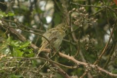 Iberian-Chiffchaff-27052010Potteric-Carr-13-scaled