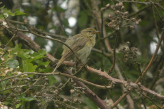 Iberian-Chiffchaff-27052010Potteric-Carr-15
