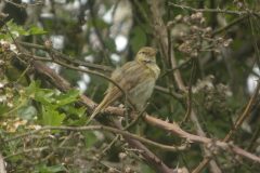 Iberian-Chiffchaff-27052010Potteric-Carr-3-scaled