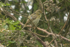 Iberian-Chiffchaff-27052010Potteric-Carr-4