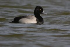 Lesser-Scuap-Drake-scaled