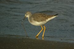 Lesser-Yellowlegs-Aberlady-Bay-25-scaled