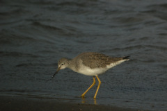 Lesser-Yellowlegs-Aberlady-Bay-26