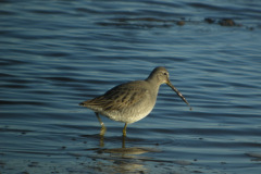 Long-billed-Dowitcher-Port-Carlisle-27122009-22