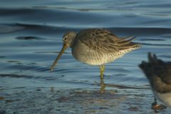 Long-billed-Dowitcher-Port-Carlisle-27122009-36-scaled