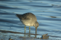 Long-billed-Dowitcher-Port-Carlisle-27122009-37