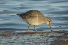 Long-billed-Dowitcher-Port-Carlisle-27122009-40-scaled