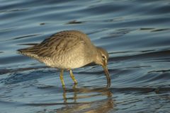 Long-billed-Dowitcher-Port-Carlisle-27122009-46-scaled