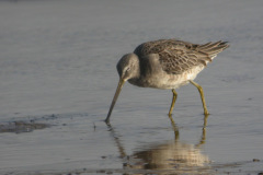 Long-billed-Dowitcher10