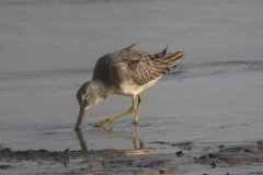 Long-billed-Dowitcher11