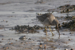 Long-billed-Dowitcher13
