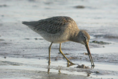 Long-billed-Dowitcher6