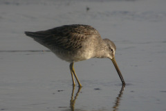 Long-billed-Dowitcher8